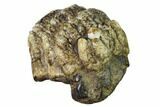 Partial Stegodon Molar - Indonesia #146293-2